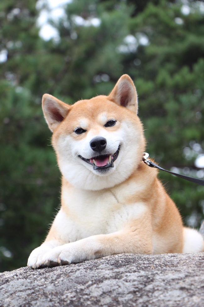 29 Giá bán chó shiba