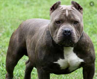 american-pitbull chó American Pitbull