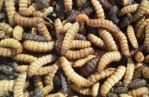 au-trung-ruoi-linh-den-min-1 ấu trùng ruồi lính đen