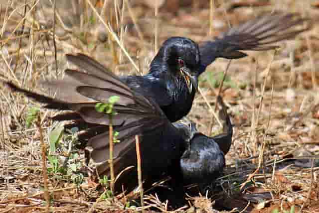 bay-cheo-beo-1 bẫy chim chèo bẻo