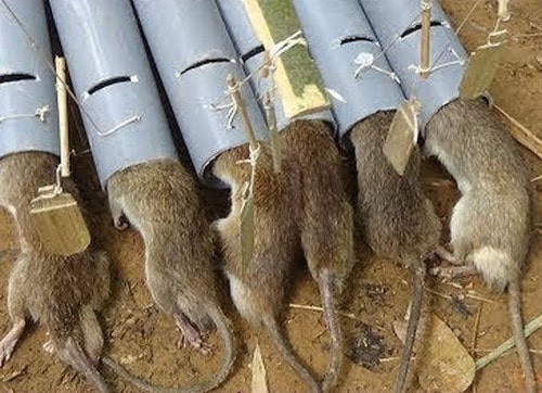 bay-chuot-1 bẫy chuột bằng ống nhựa