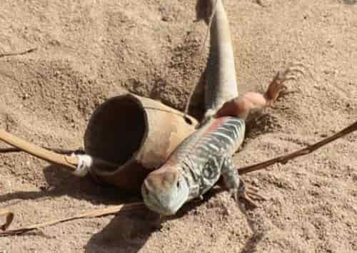 bay-dong-cat-bang-ong-tre-min-1 bẫy dông cát