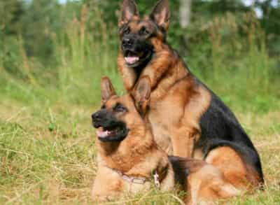 becgie chó Becgie đức