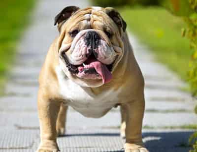 bulldog chó Bulldog