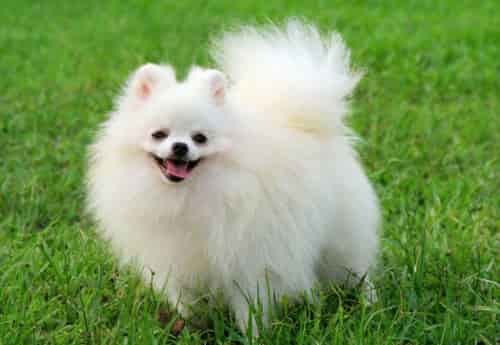 cach-chon-mua-cho-canh-1 cách chọn mua chó cảnh