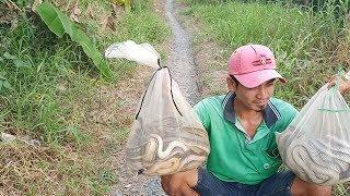 cach-lam-thuoc-du-ran-min-1 cách làm thuốc bẫy rắn