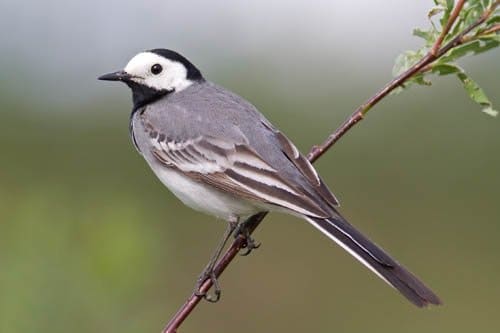 Chim chìa vôi trắng