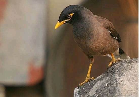 cach-nuoi-chim-sao-min Cách nuôi chim sáo nói tiếng người