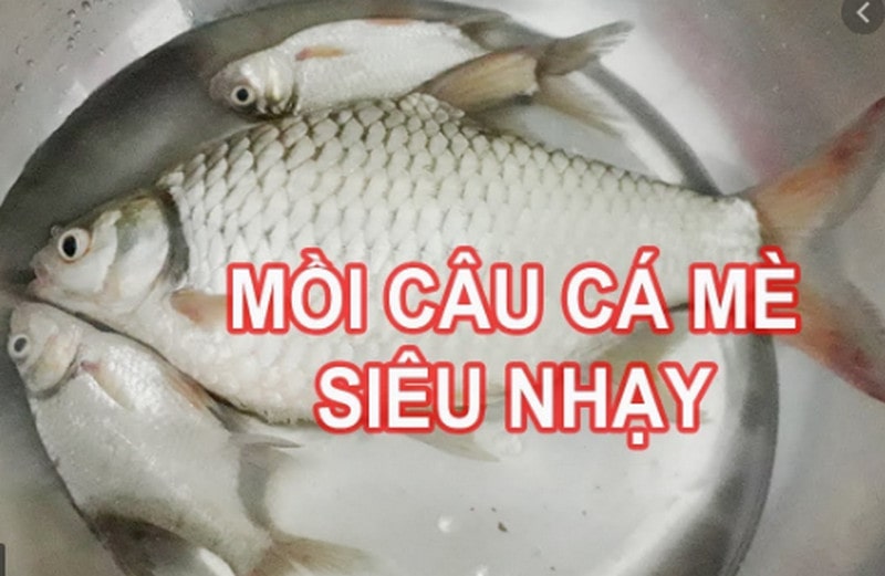 câu cá mè vinh