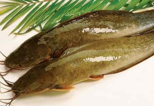 cau-ca-tre-song-min-1 mồi câu cá trê sông