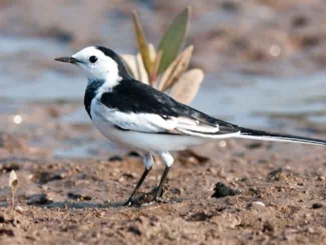 Cách nuôi chim chìa vôi trắng