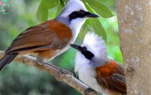 chim-bo-chao-1 tiếng chim bồ chao