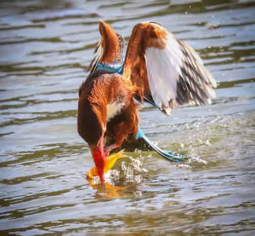 chim-boi-ca-san-moi-1 chim bói cá