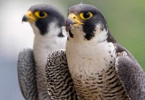 chim-cat-lon-1 chim cắt lớn