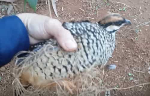 chim-da-da-dinh-bay bẫy chim đa đa