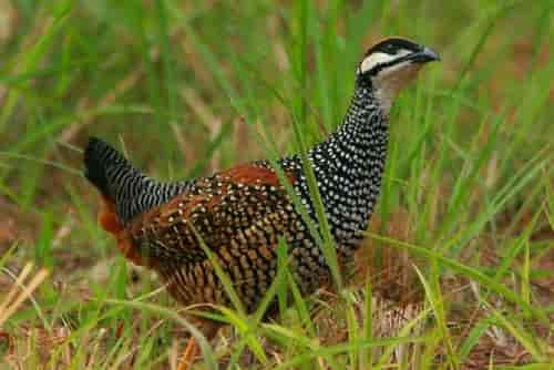 chim-da-da chim đa đa đi kiếm ăn