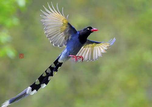 chim-gie-cui-1 Chim giẻ cùi