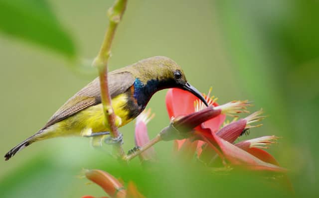 chim-hut-mat-bung-vang-1 chim hút mật