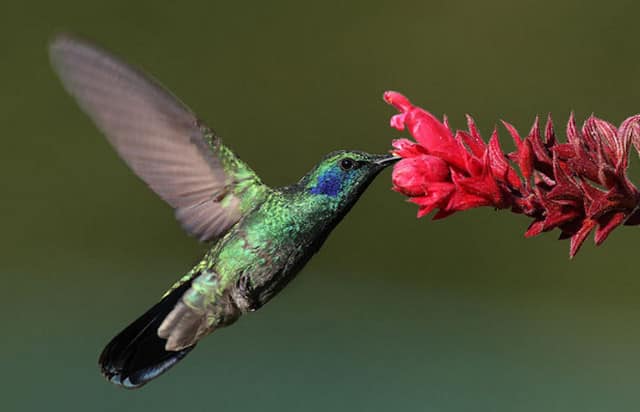 chim-hut-mat-tia-o chim đang hút mật hoa