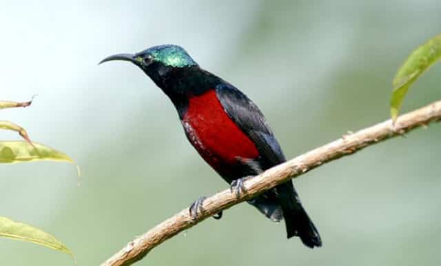 chim-hut-mat chim hút mật bụng vàng