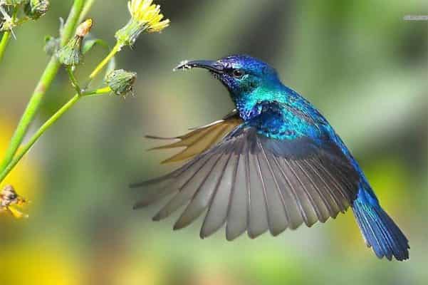 chim-ruoi-1 chim ruồi