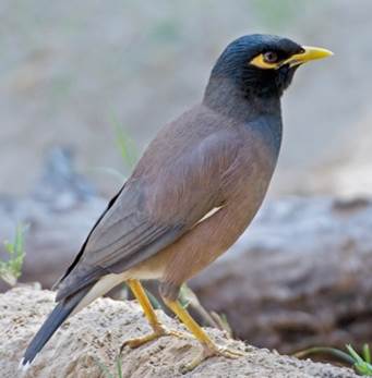 chim-sao-min Chim sáo