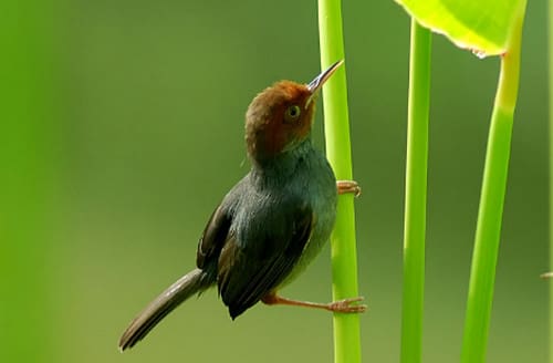 chim-sau-dau-do-1 chim sâu đầu đỏ