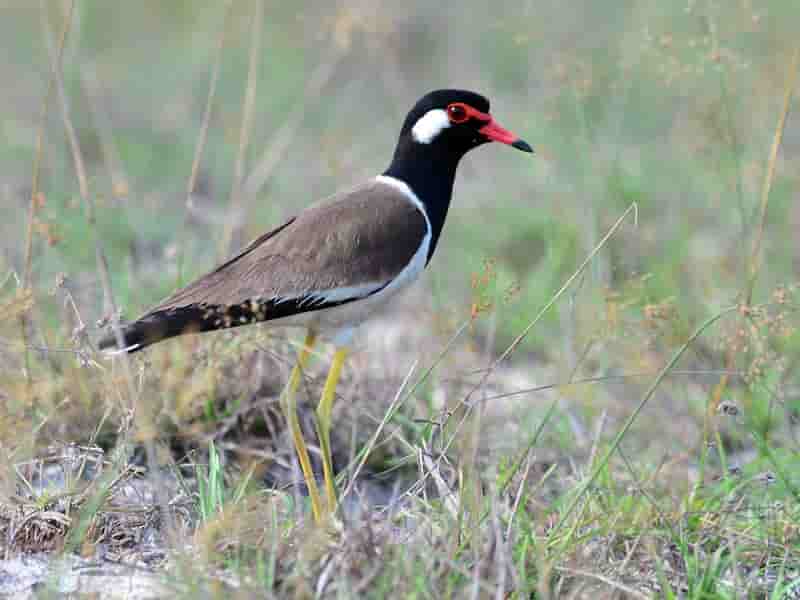 chim-te-te-quach-1 chim te te