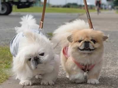 cho-bac-kinh chó bắc kinh