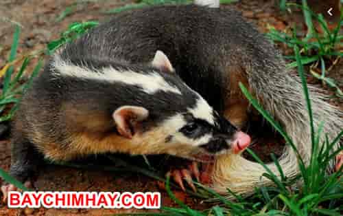 chon-bac-ma-1 chồn bạc má