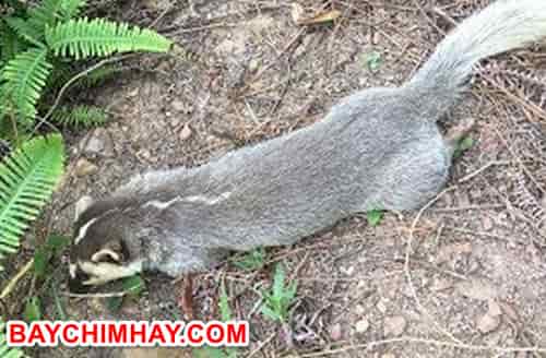 chon-heo chồn heo dính bẫy