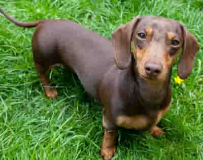 dachshund chó Dachshund