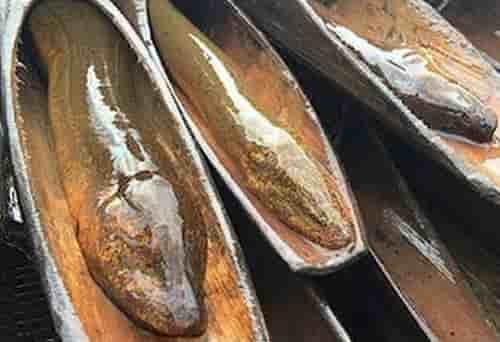 dat-trum-dat-luon-1 đặt trúm lươn, bẫy lươn đồng