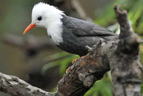 hec-xoan-dau-trang chim héc xoan đầu trắng