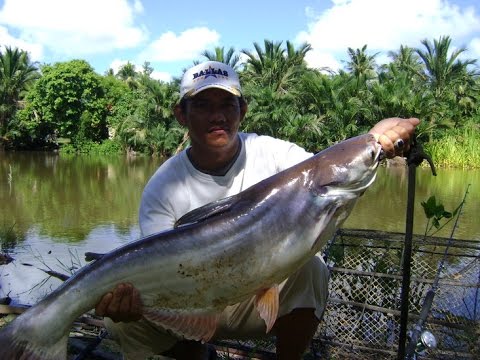 hqdefault-1 Cách làm mồi câu cá tra