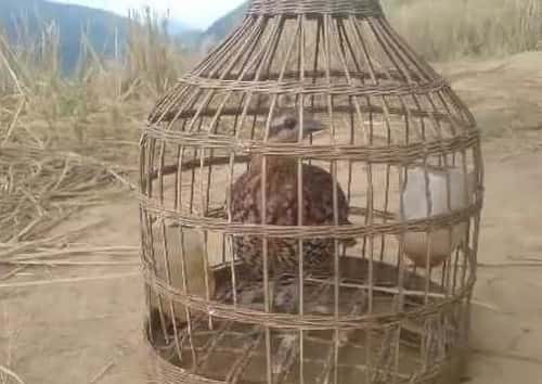 long-bay-chim-da-da lòng bẫy chim đa đa