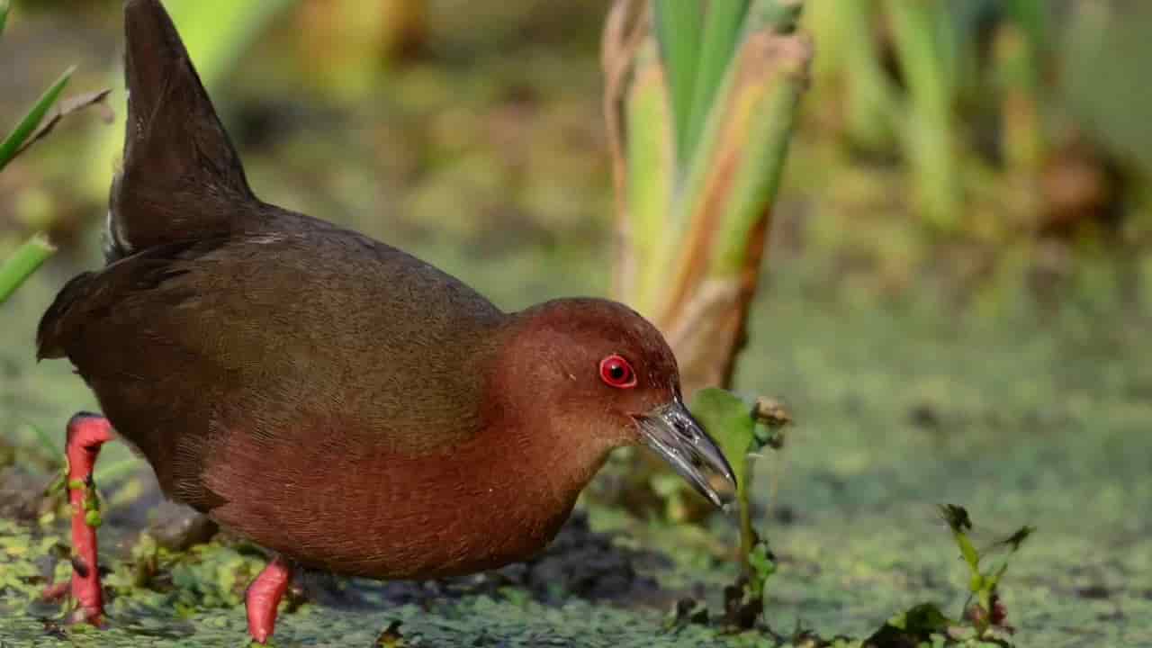 mat-do-1 Mắt đỏ