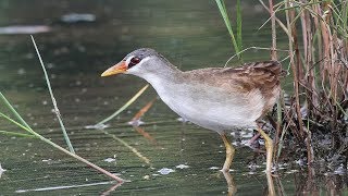 mat-xeo-1 Chim mắt xéo