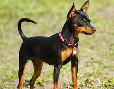 minpin chó Minpin