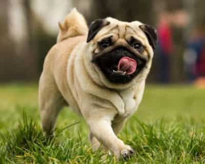pug chó pug