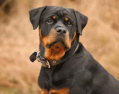rottweiler chó Rottweiler