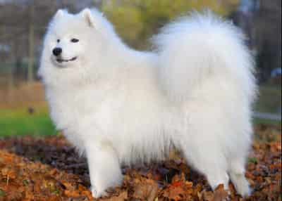 samoyed chó Samoyed