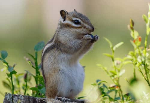 soc-dat-1 tiếng sóc kêu