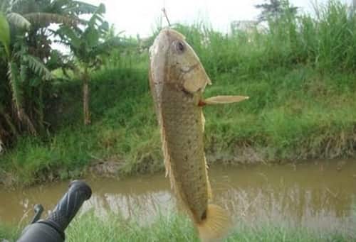 thuoc-cau-ca-ro-1 mồi thuốc câu cá rô đồng