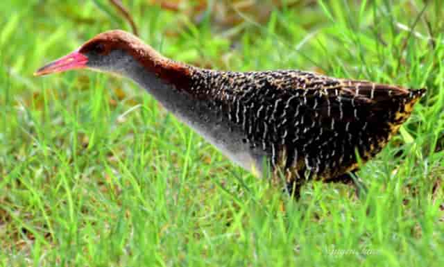 tieng-chang-nghich-1 tiếng chằng nghịch