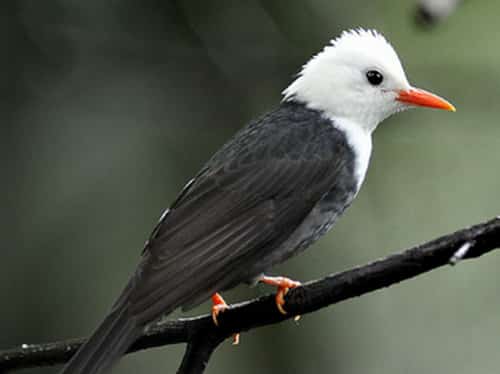 tieng-chim-hec-xoan-1 tiếng chim héc xoan