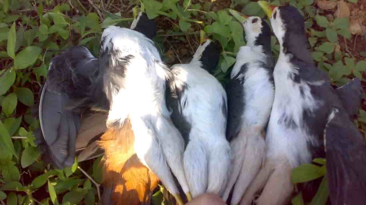 tieng-chim-quoc-moi-chuan-1 Tiếng chim quốc mồi chuẩn