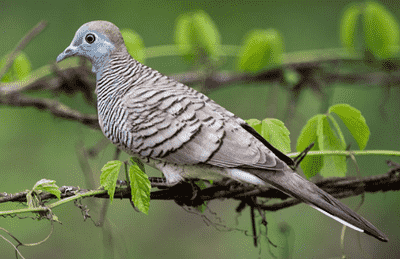 tieng-cu-van-cu-cuom-min-1 tiếng cu vằn cu cườm