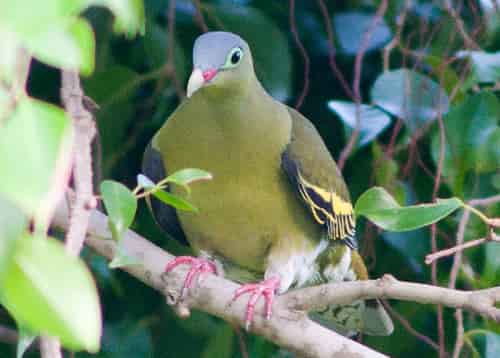 tieng-cu-xanh-1 tiếng cu xanh