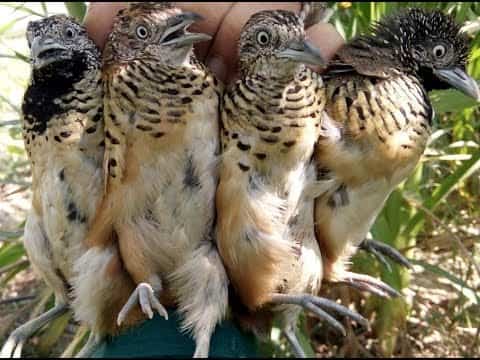 tieng-cut-moi-chuan-1 tiếng cút mồi chuẩn